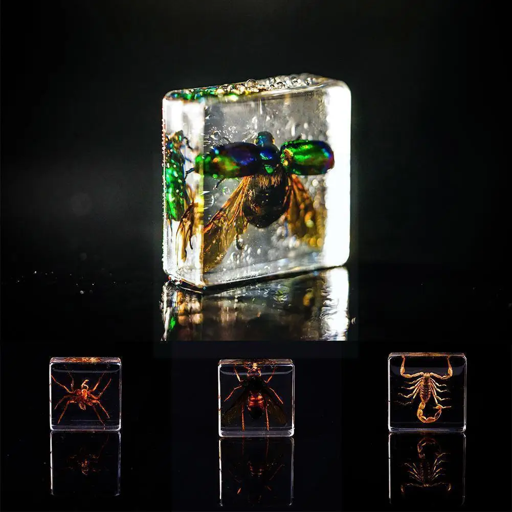 

1pcs 4*4cm Random Style Resin Real Insect Specimen Early Amber Tools Kids Clear Learning Education Toy Insect Mode S0w6