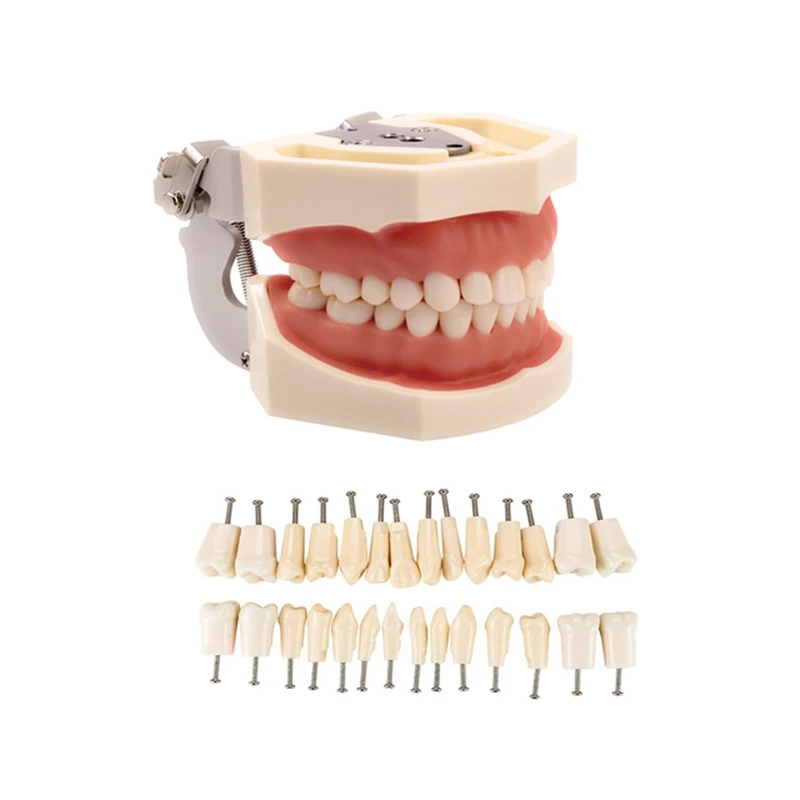 

Model Teeth Model Gum Teaching Model Standard Typodont Model Demonstration With 32Pcs Removable Tooth