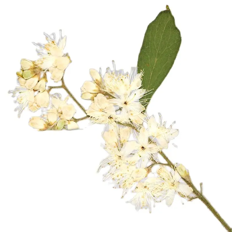 Ветка сушеных цветов сандалового дерева для рукоделия эпоксидная ячейка