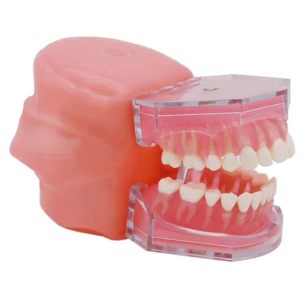 Dental Typodont Teeth Model with Simulation Cheek and Removable Teeth Study Demo