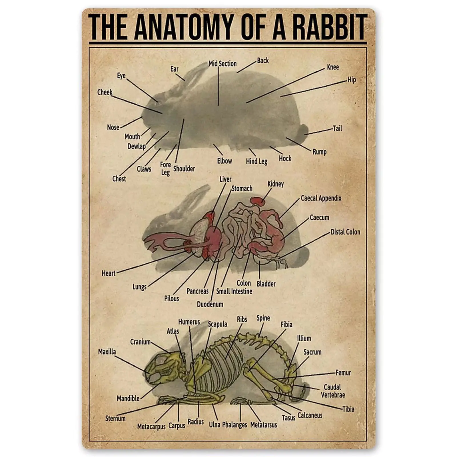 

Rabbit Anatomy Posters Animal Science Knowledge Wall Decor Metal Signs Home Decor Rabbit Lovers Room Decor Farm Printing Plaque