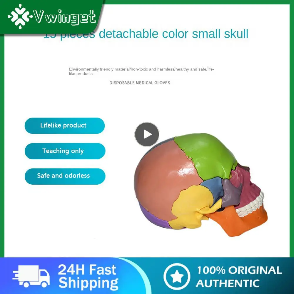 

Color Rounded Corners Human Anatomy Model For Teaching Safe And No Odor Skeleton Model Resin Product Lifelike Detachable