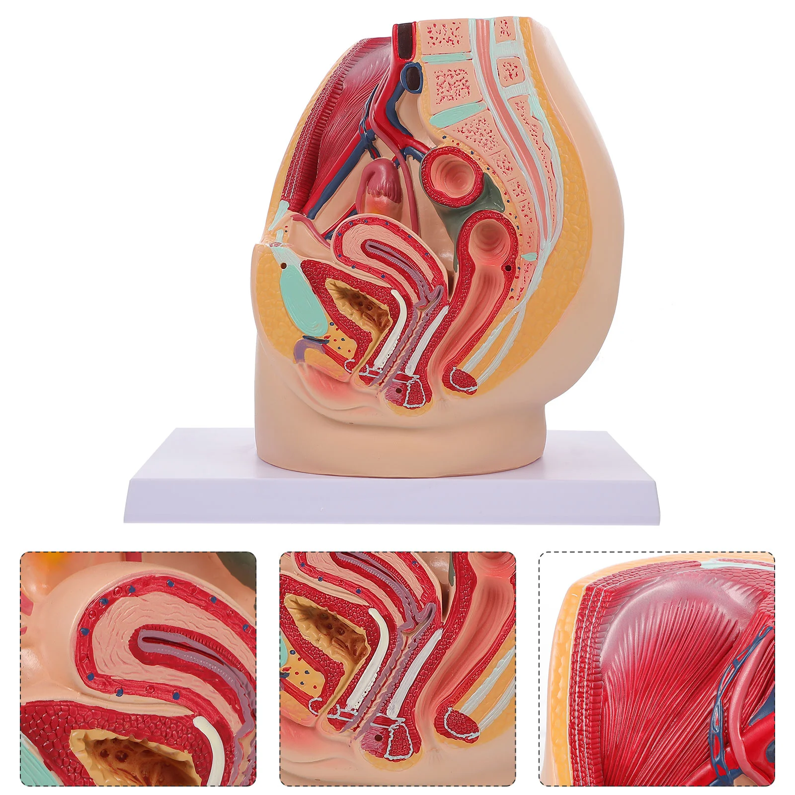

Female Pelvic Anatomical Model Reproductive System Anatomy Model Pelvic Cavity Model