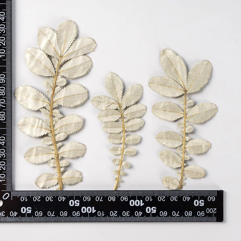 Женская потенция Гриффита II лист цветок гербарий ювелирные изделия открытка