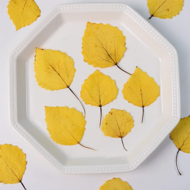 

60pcs Pressed Dried Natural PopulusL Leaf Flower Herbarium Jewelry Postcard Bookmark Frame Phone Case Face Makeup Lamp Card DIY