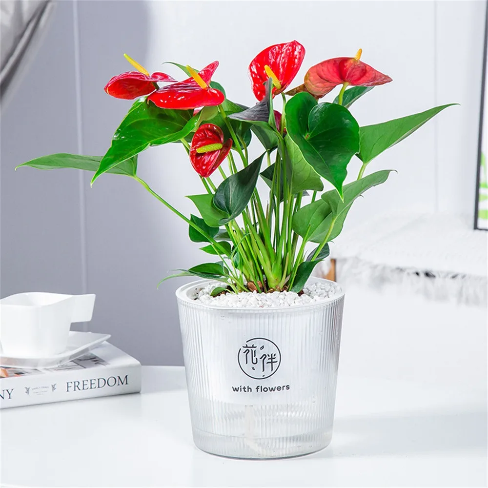 

Lazy Self-Absorbing Flowerpot Plant Pot Self Watering Garden Planter Small Flowerpot African Violet Transparent Water Storage