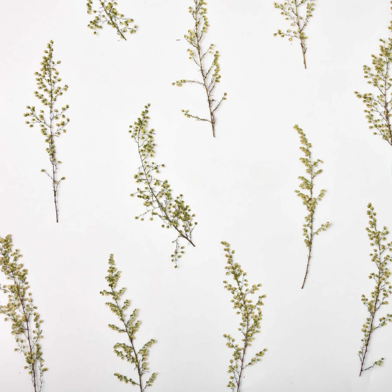 Прессованные Artemisia annua настоящие листья сухие цветы сделай сам фоторамка книги