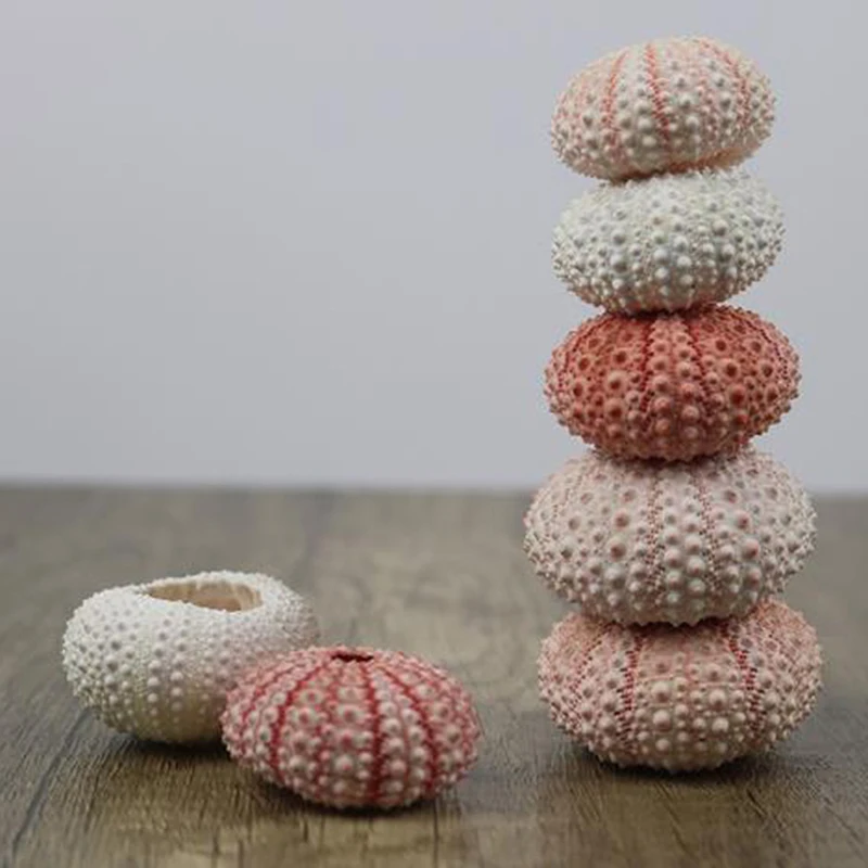 

2pcs Natural Sea Urchin Shell Conch Tillandsia Potted Plant Home Decoration Hot!