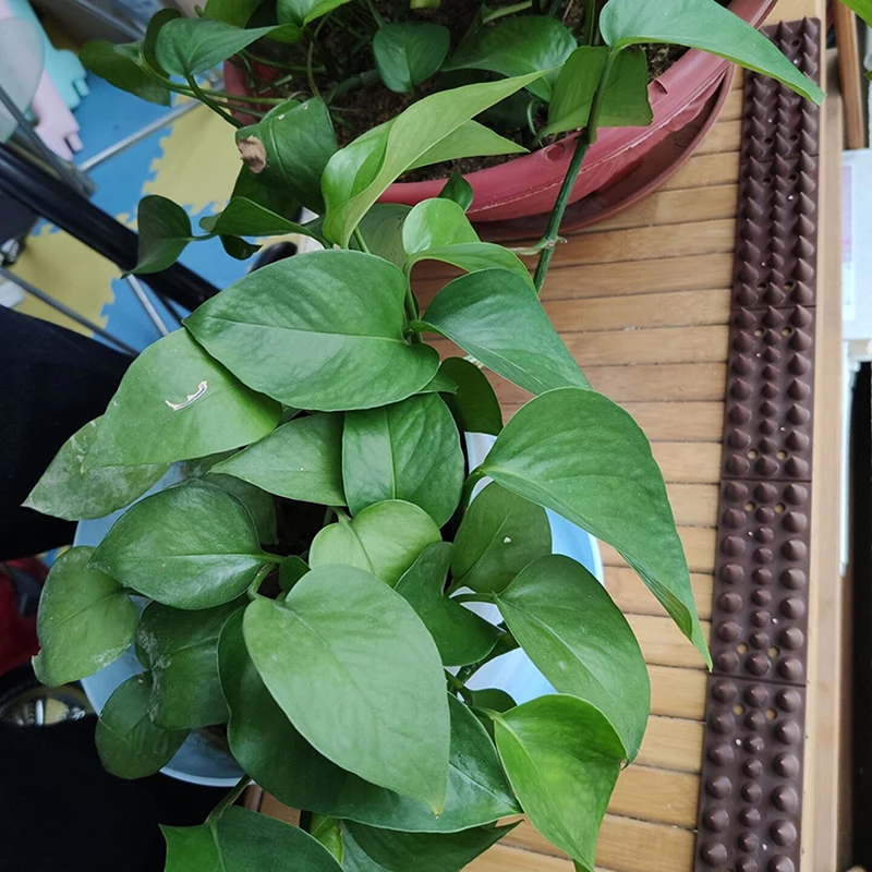 1 шт. пластиковый коврик для защиты от птиц