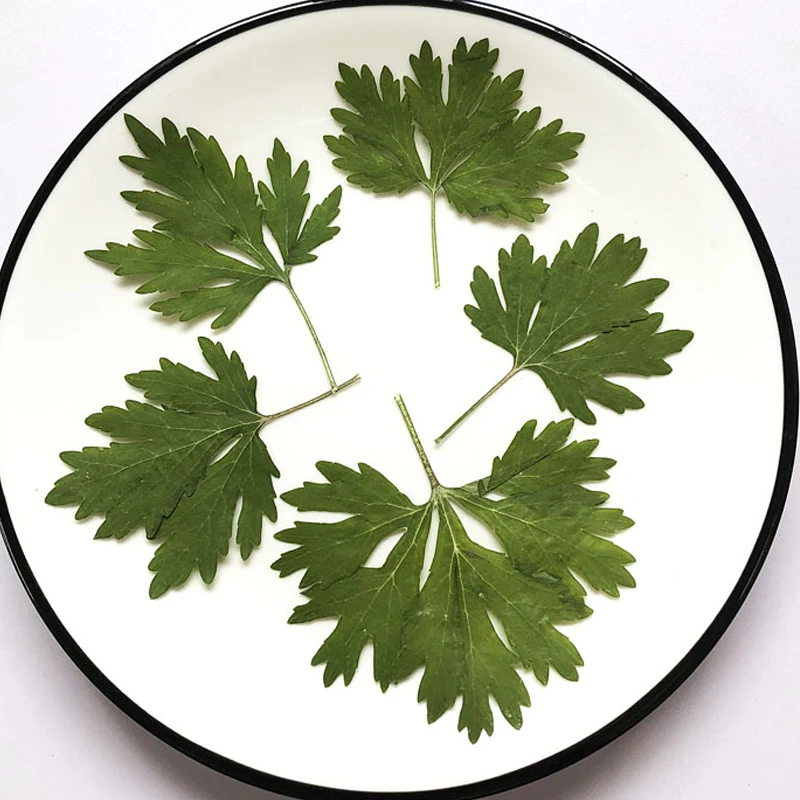 

Коллекция зеленых листьев «сделай сам», маленький сушеный букет прессованных цветов для рисования, сделай сам, закладки, бесплатная достав...