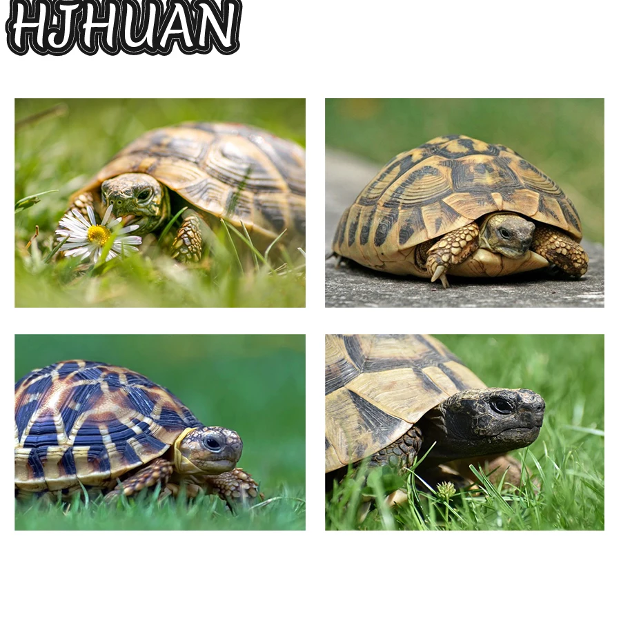 

Алмазная 5d картина «сделай сам», животное черепаха, полная вышивка квадратными/круглыми стразами, вышивка крестиком, настенные картины, мозаика, домашний декор