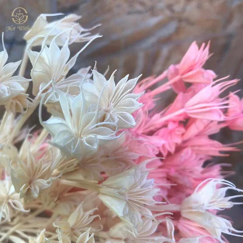 

Натуральные сушеные цветы, 40 г, цветок аниса в стиле «сделай сам», украшение для свадебного стола в стиле бохо, аксессуары для дома, празднич...