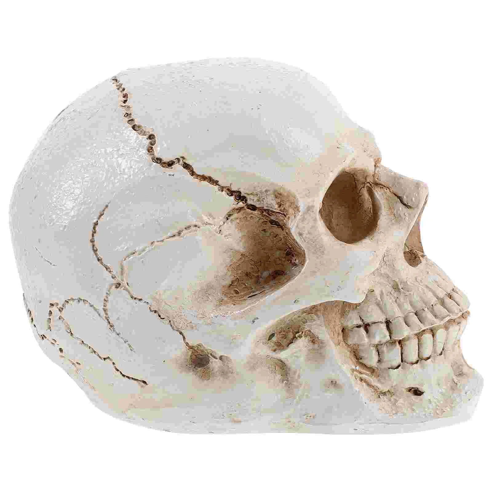 

Model For Education Learning Halloween Decorations Artificial Anatomy Human Resin Medical Realistic