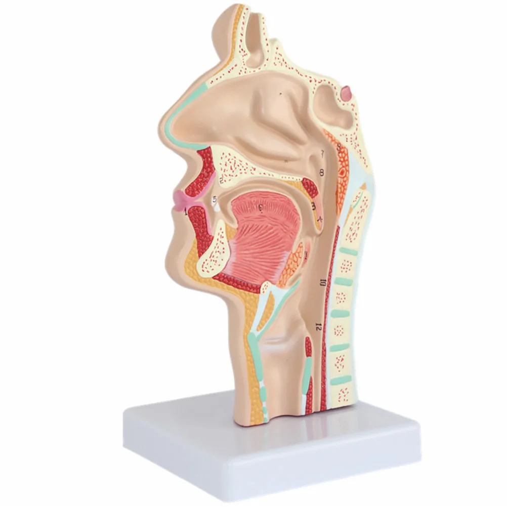 

Human Nasal Cavity Oral Mannequin Larynx Pharynx Model Nose Anatomical Doctors Office Educational Pvc Throat Normal With Base