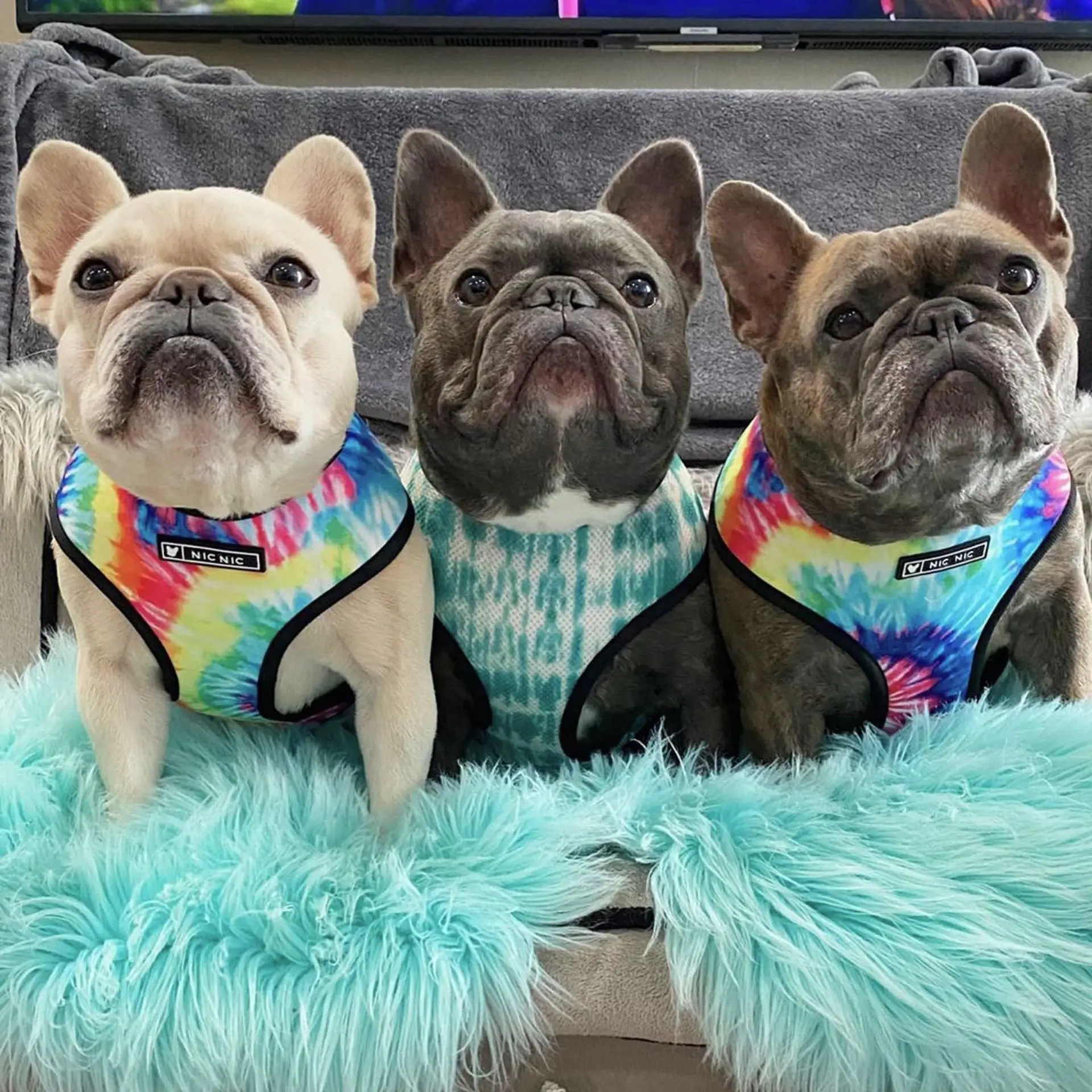 

2022INS HOT Cat Dog Harness Adjustable Vest With Walking Lead Leash For Puppy Dogs Collar Tie Dye Mesh Harness For All Size Pet
