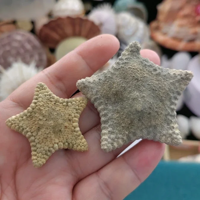 Натуральная пляжная раковина морская звезда с пятью пальцами образец в