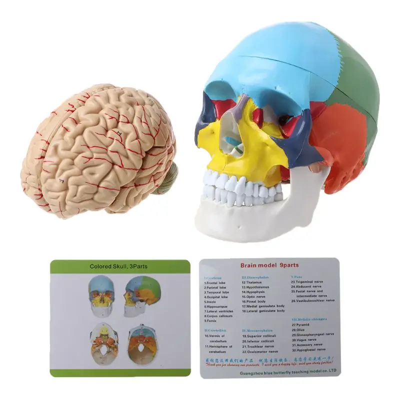 

L9NA 1:1 Scale Colorful Human Adult Head Model with Brain Stem Anatomy Medical Teaching Tool Supply