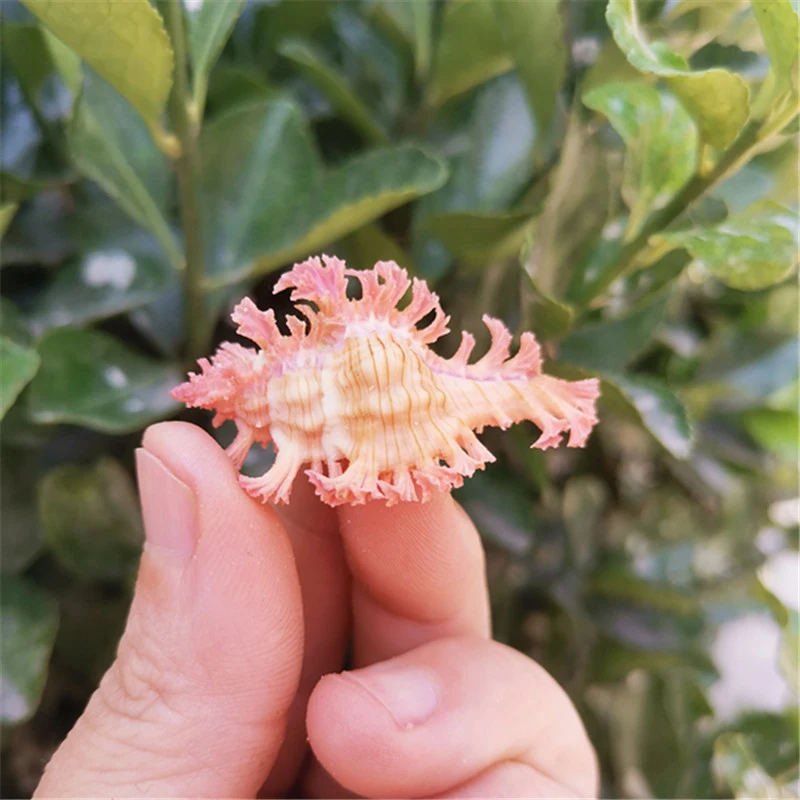 Chicoreus Nobililis натуральные Редкие раковины образцы коллекция улитки аквариум