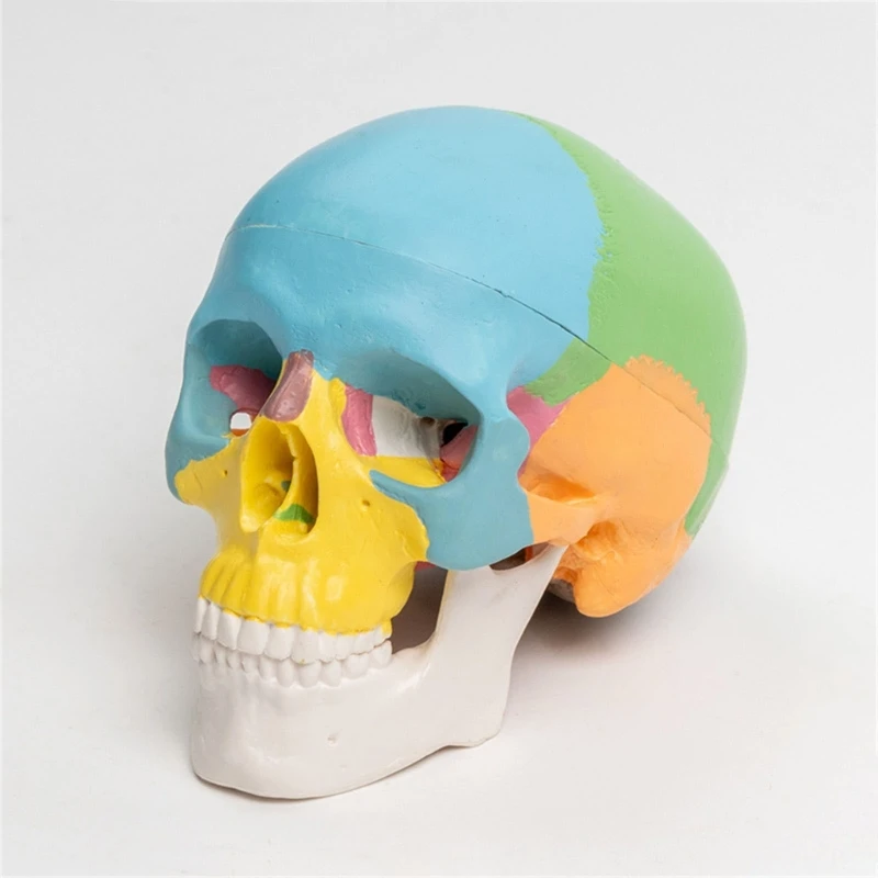 Съемная Научная Анатомия 4D Модель Черепа Учебный Дисплей Медицинский Инструмент