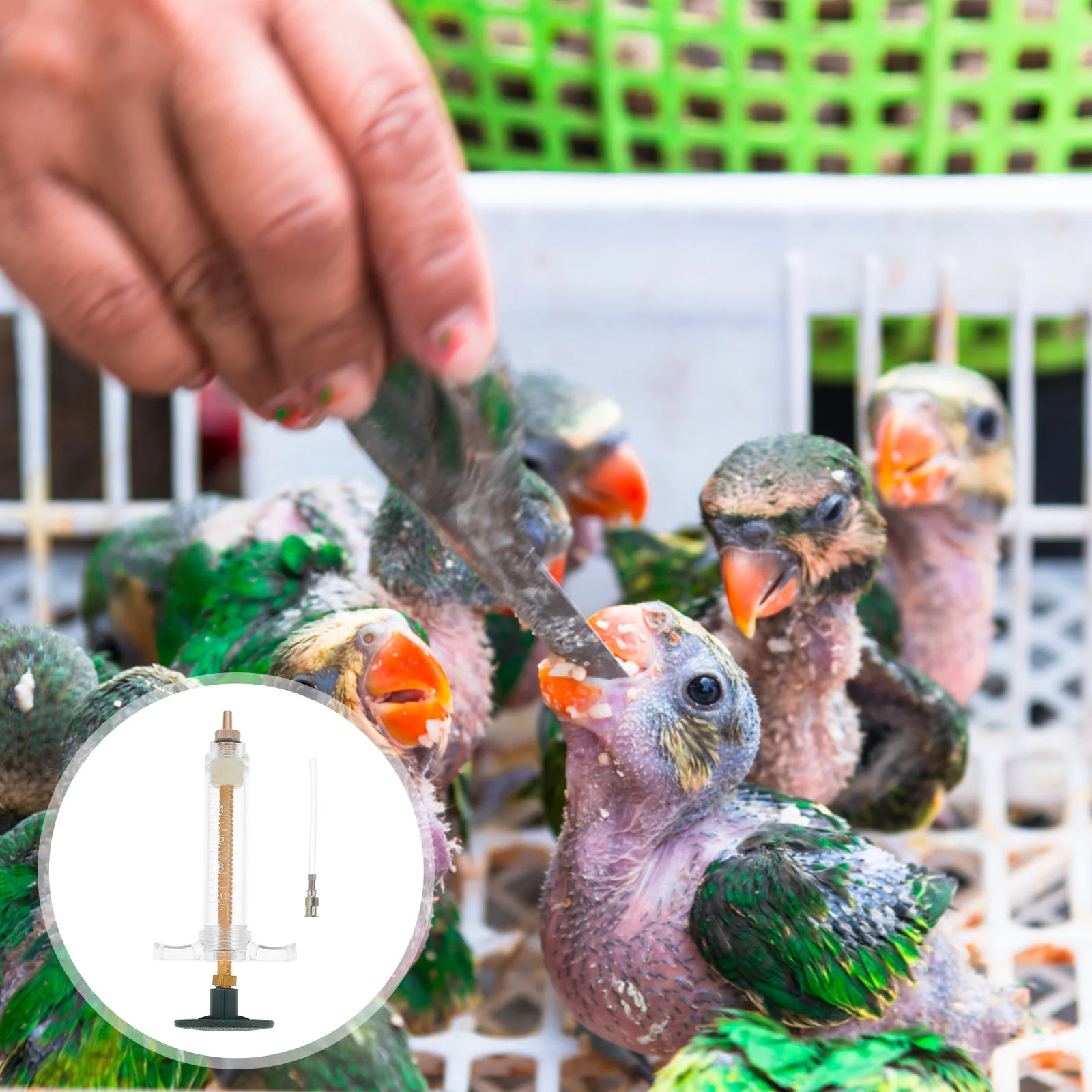 

Feeding Syringe Bird Baby Hand Feeder Pet Tool Parrot Birds Plastic Kit Water Feed Injector Liquid Pigeon Tools Supplies