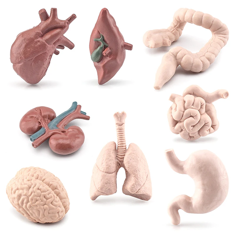 

1Set Mini Human Organs Model PVC Simulation Science Brain Heart Lung Liver Small Intestine Large Intestine Figurines Ornaments