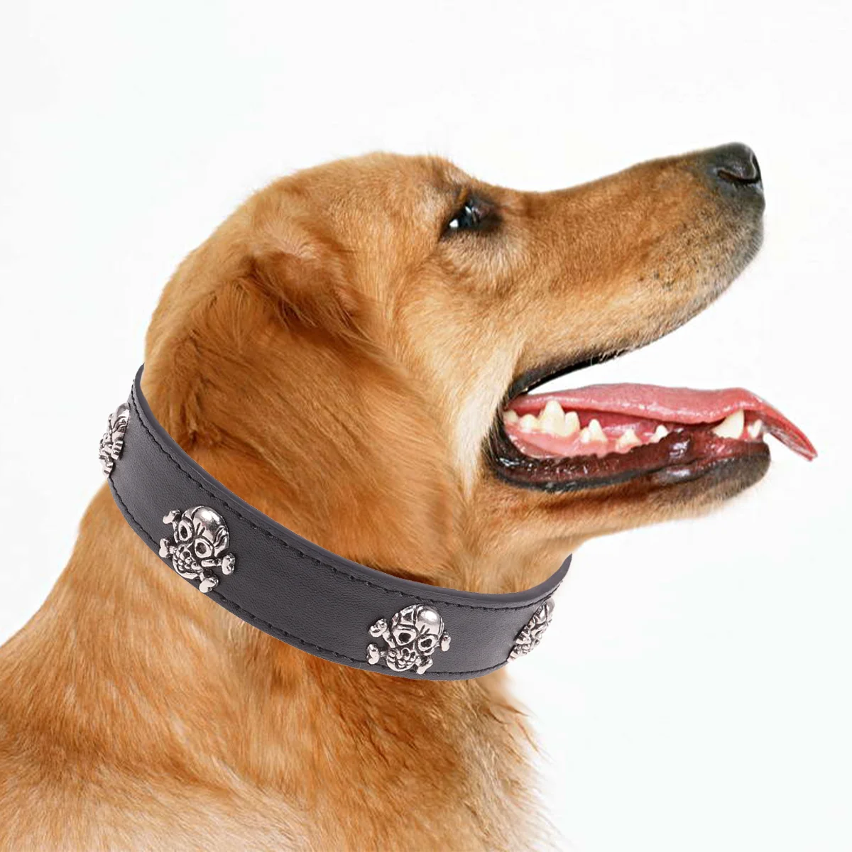 

Collar Supplies Collars for Dogs Collar Supplies ID Collars