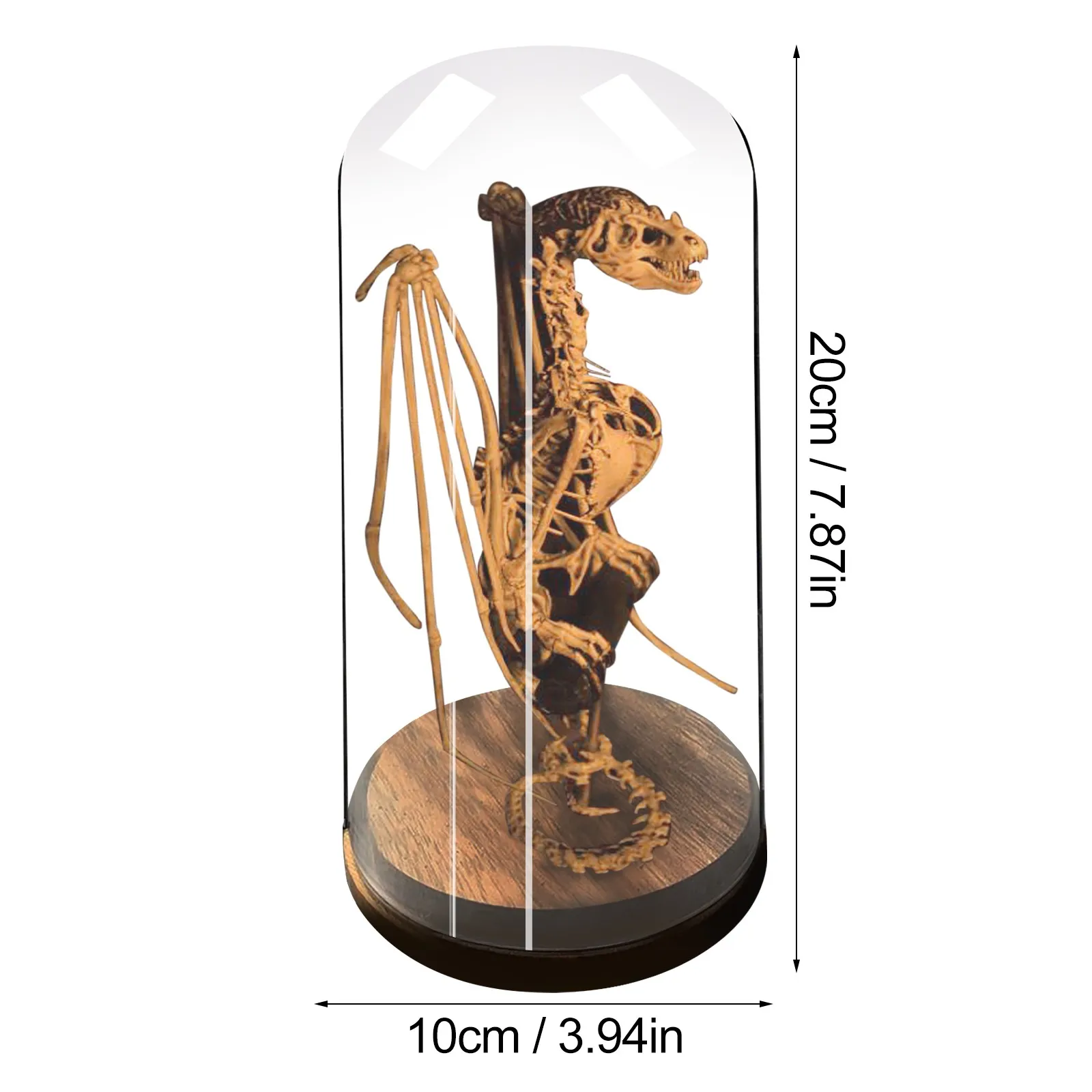 Миниатюрный шкаф с любопытством модель таинственного ископаемого черепа