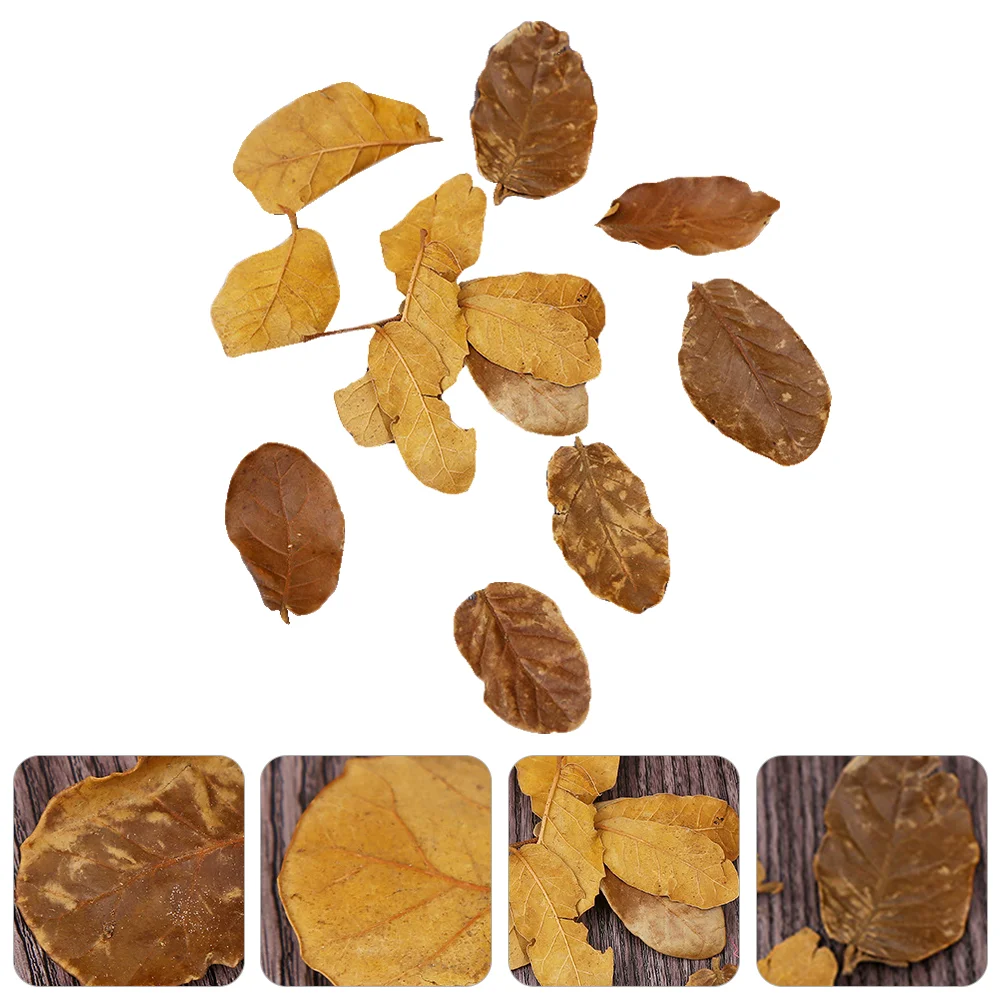 

Высушенные листья рассеянные листья настоящие искусственные мертвые эпоксидные прессованные осенние натуральные вырезы праздничные выго...