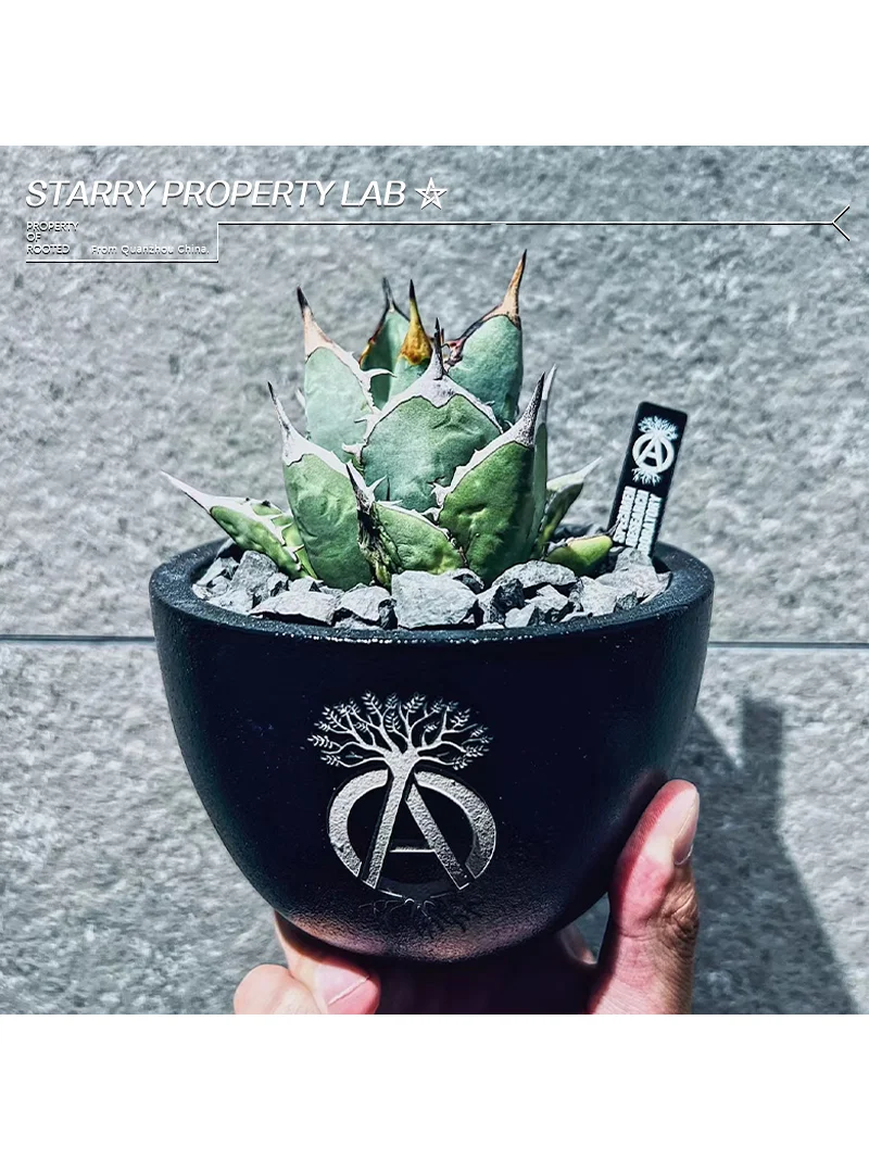 14+ Dinosaur Plant Pot