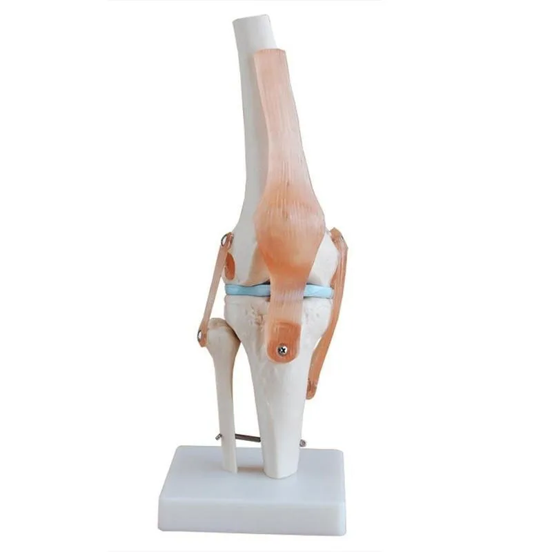 

1:1 Lifesize Human Knee Joint Anatomy Model Medical Science Teaching Resources Dropshipping Anatomia Humana Cassroom Supplies
