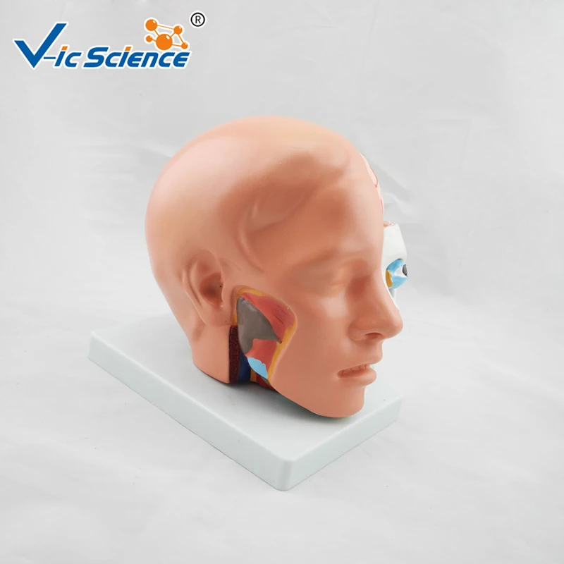 Развивающая медицинская анатомическая голова из ПВХ для обучения студентов -