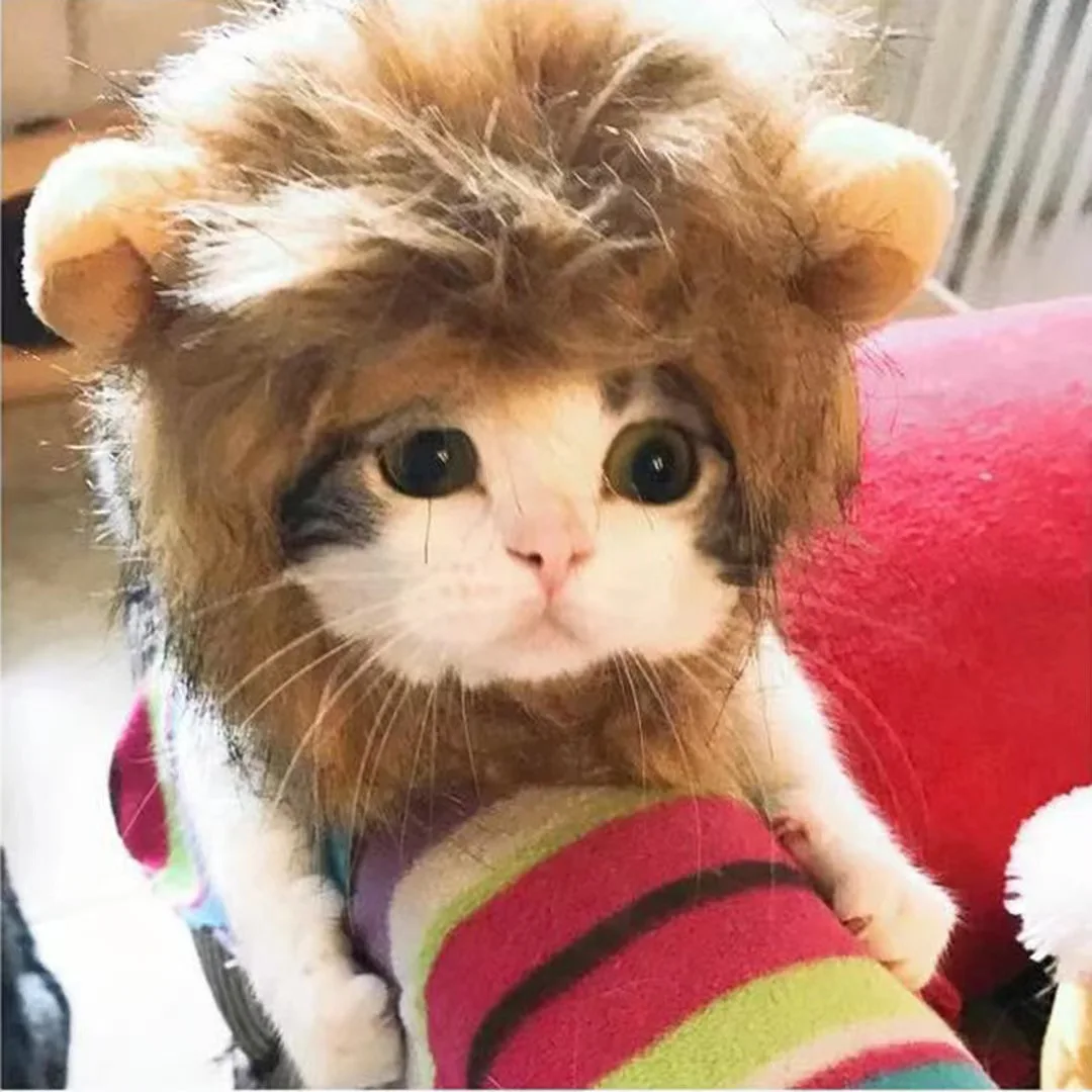 

Net Red Pet Jewelry Dog Headdress Lion Head Funny Helmet Cat Cute Hat Photo