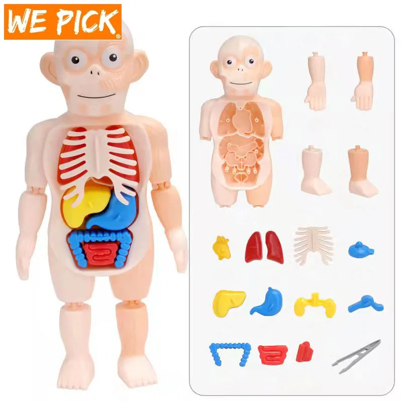 

Детский 3D пазл Монтессори, модель анатомии человеческого тела, обучающий орган, сборная игрушка, обучающий инструмент для тела для детей