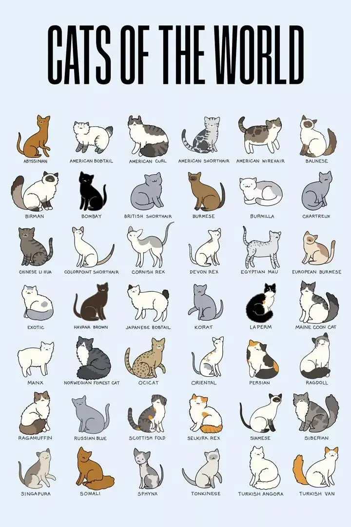 Пейзажный постер Кошка мира искусство пород киски шелковое настенное