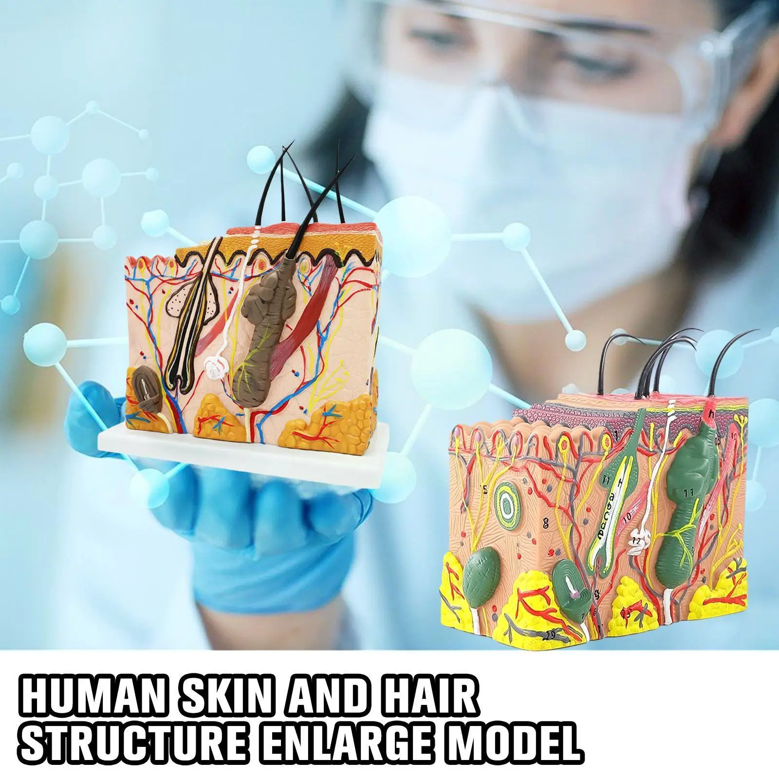 

Human Skin And Hair Structure Enlarge Model Skin Layer Skin Structure Model Training Structure Practice Cosmetic Model Anat C2L8