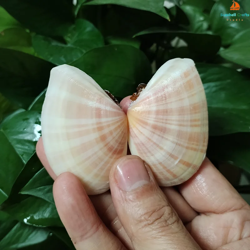 2 шт. полосатые ракушки Tellina Virgata натуральные розовые DIY живопись выпечка и пляжные