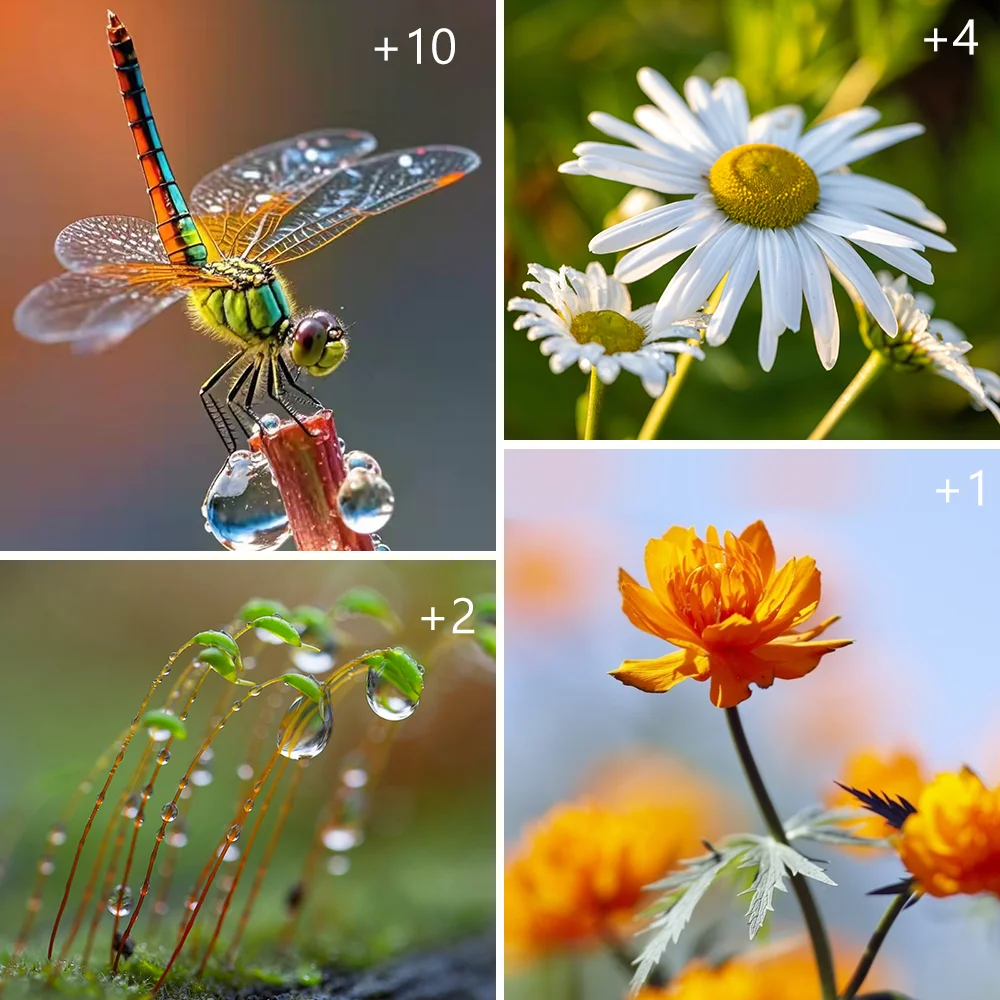 Фото ARTCISE + 4 фильтра для камеры крупным планом, макрофильтр, аксессуар, фильтр для объектива крупным планом для Canon Nikon Sony Pentax Olympus DSLR на открытом воздухе №5