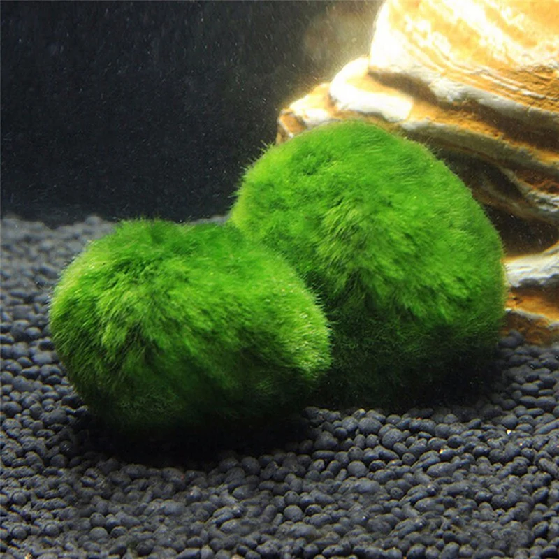 

2-4cm Marimo Moss Balls Live Aquarium Plant Algae Fish Shrimp Tank Ornament Green Aquarium Ornamental Foreground Grass