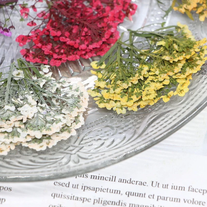 3-3 5 см/12 шт. настоящий сладкий цветок alyssum прессованный крашеный сделай сам