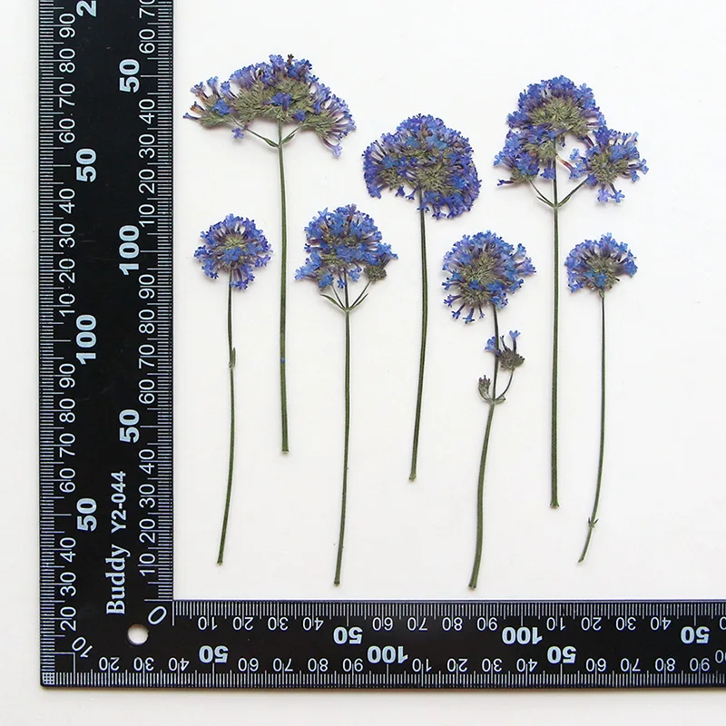 

120pcs Pressed Dried Verbena bonariensis L. Flower Herbarium Resin Epoxy Jewelry Card Bookmark Frame Phone Case Makeup Lamp