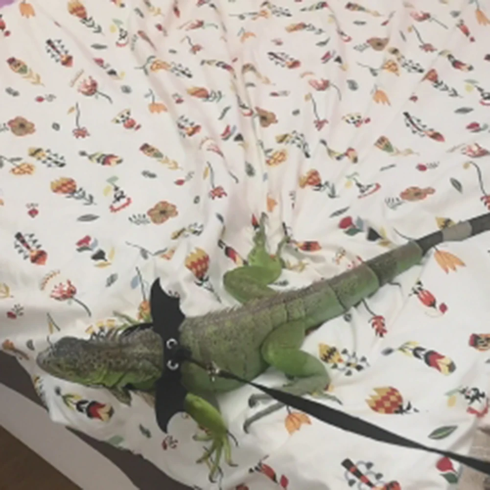 Поводок для рептилий ящерицы с крыльями белкой медведем драконом нагрудным