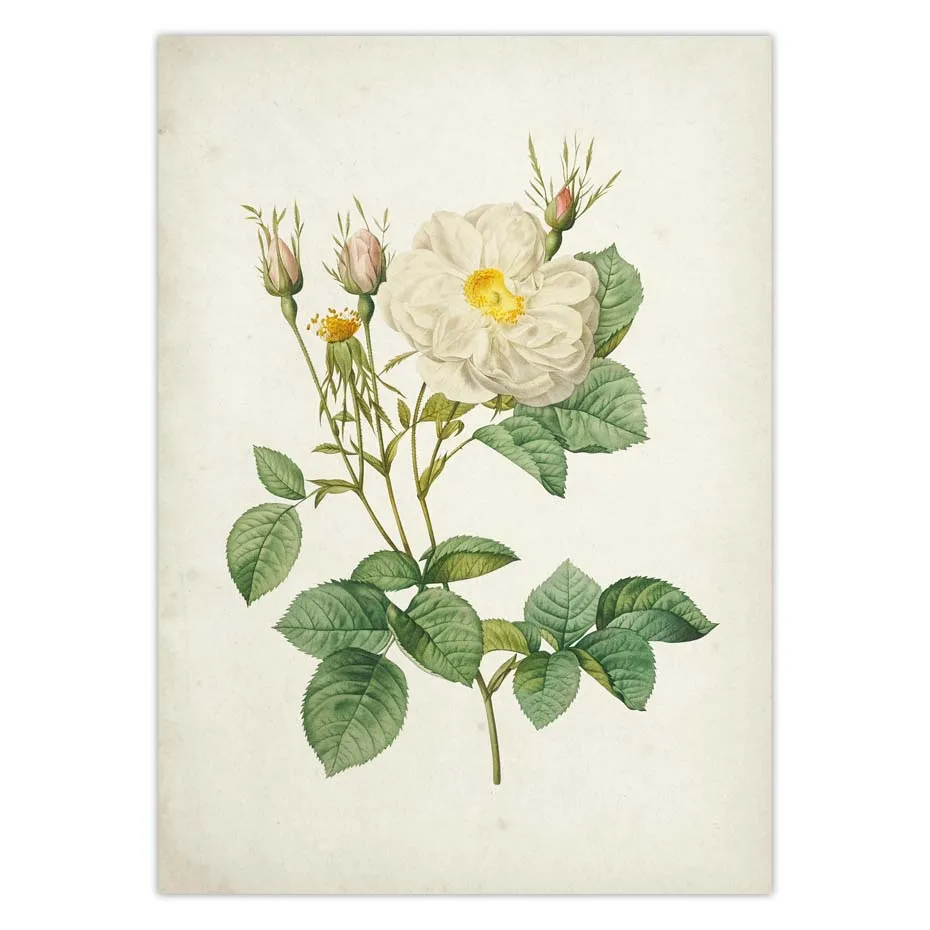 Affiche sur toile avec Rose botanique fleur Vintage rouge jaune blanc Floral Art mural Antique peinture décor de