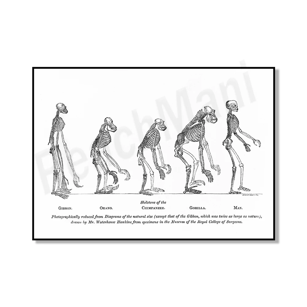 Доказательства человеческого места в природе человеческая эволюция