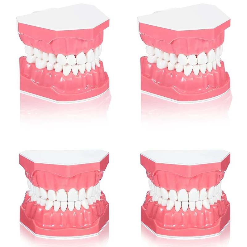 

Teeth Model 1: 1 Standard Size Toy Teeth For Brushing Flossing Practice Mouth Model For Teaching Studying