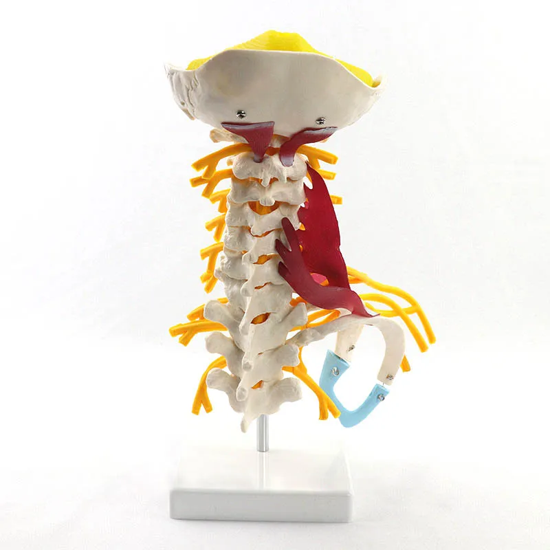 

1:1 Life Size Cervical Vertebrae Vertebral Body Cervical Spine Nerve Model Human Anatomy Spinal Cord Cervical Vertebrae Sketelon
