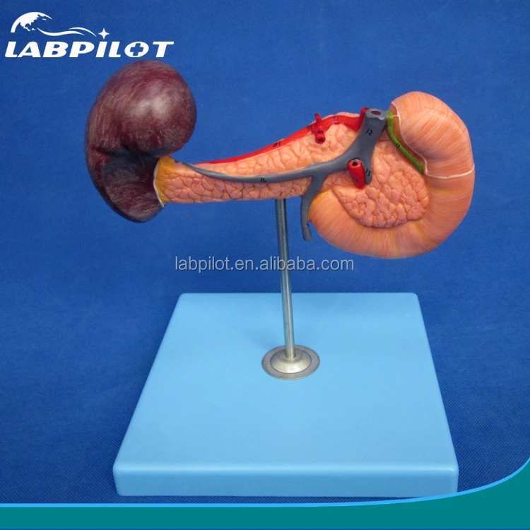 

Human Pancreas with Spleen and Duodenum model
