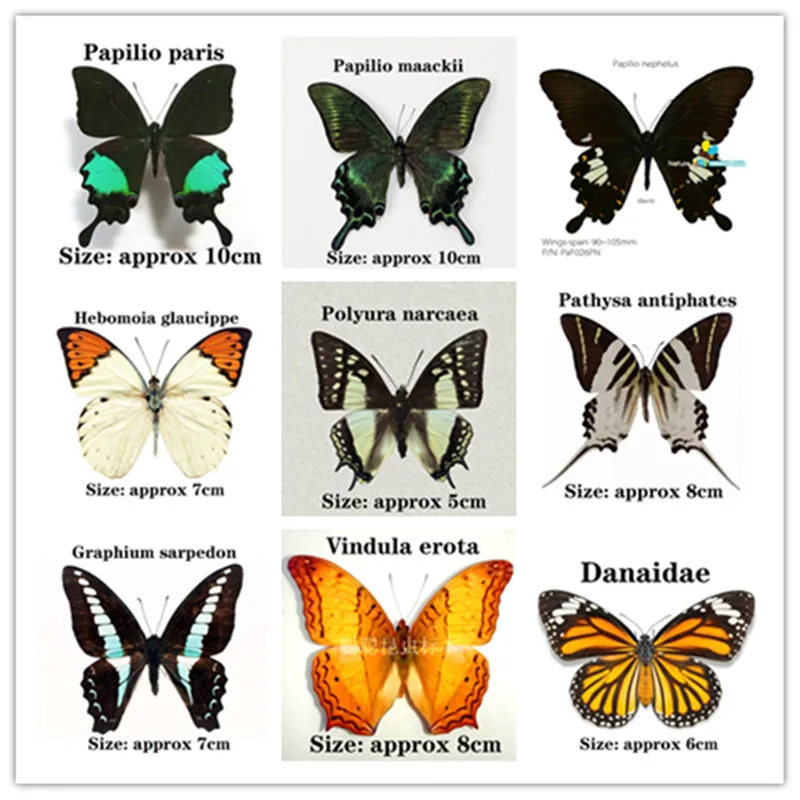 

9 шт. натуральные насекомые бабочки Papilio paris-Papilio maackii-Hebomoia glaucippe-красивые редкие и &