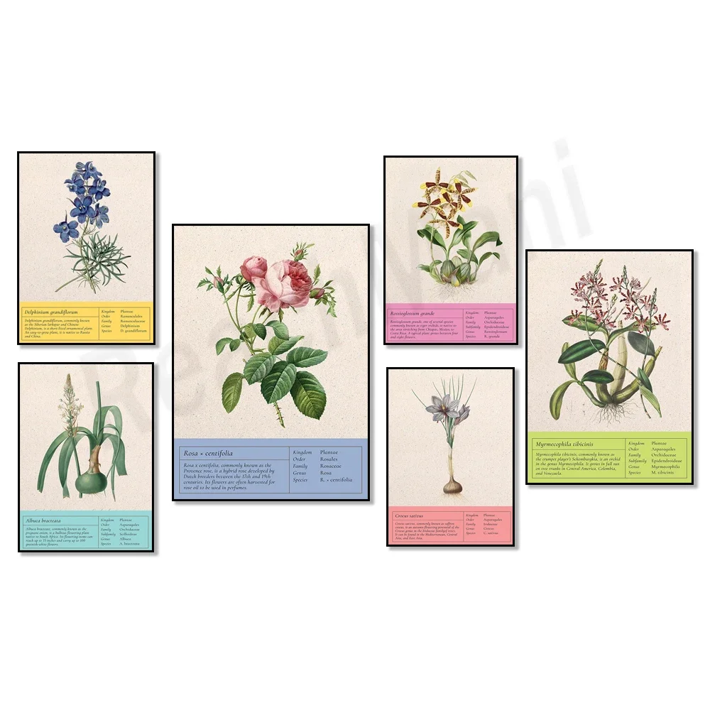 Винтажный ботанический постер лук дельфиниум крокус august лилия водная роза тигр