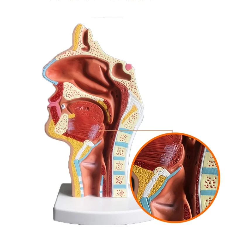 

Анатомическая модель горла ISHOWTIENDA