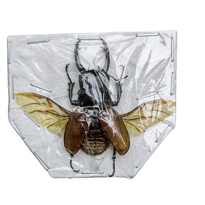 

Salad ghost gorgeous spade armour odontolabis sarasinoru spade armour real insect specimen steampunk